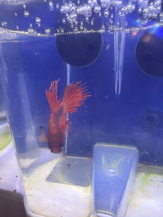 Betta - B3 Male