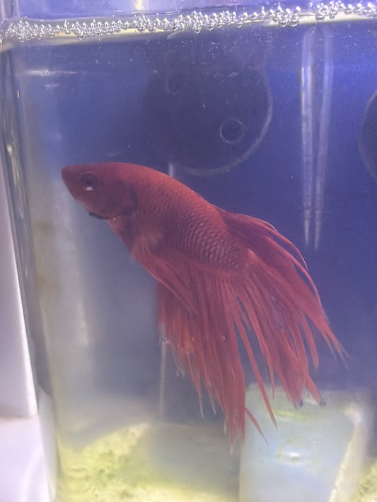 Betta - B1 Male crowntail