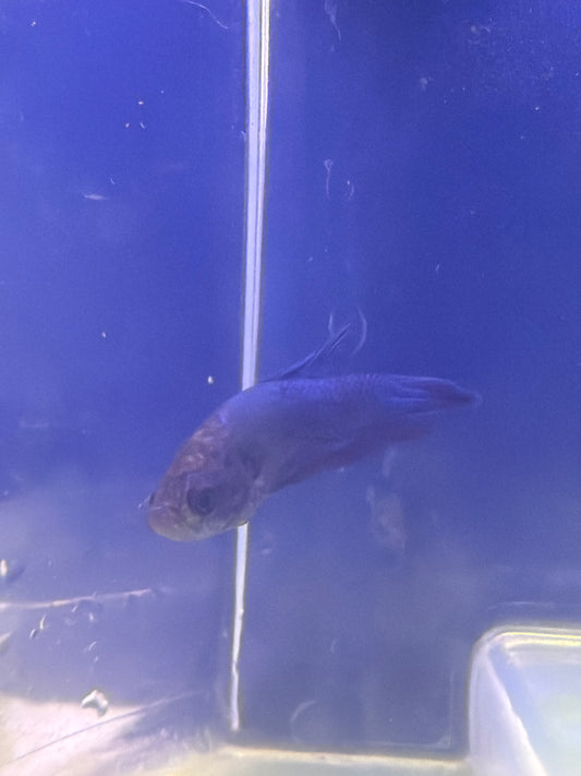 Betta - A6 Female