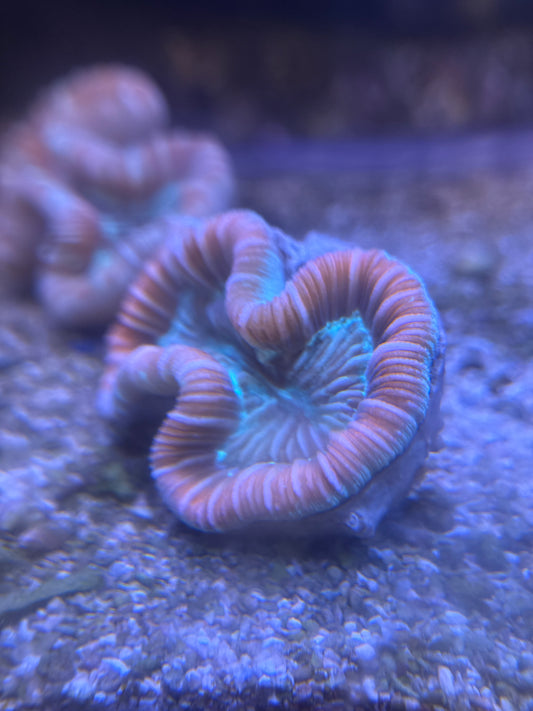 Live Coral J3 - Red Trachy Coral