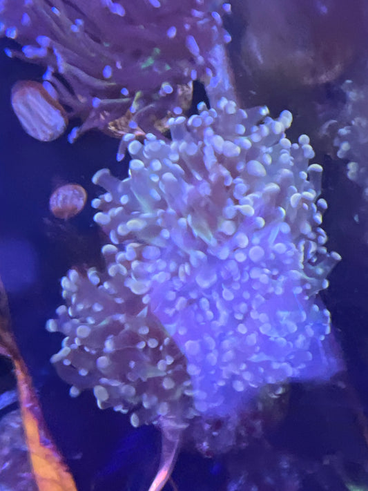 Live Coral E3 - Frogspawn 3 Head Orange Branch