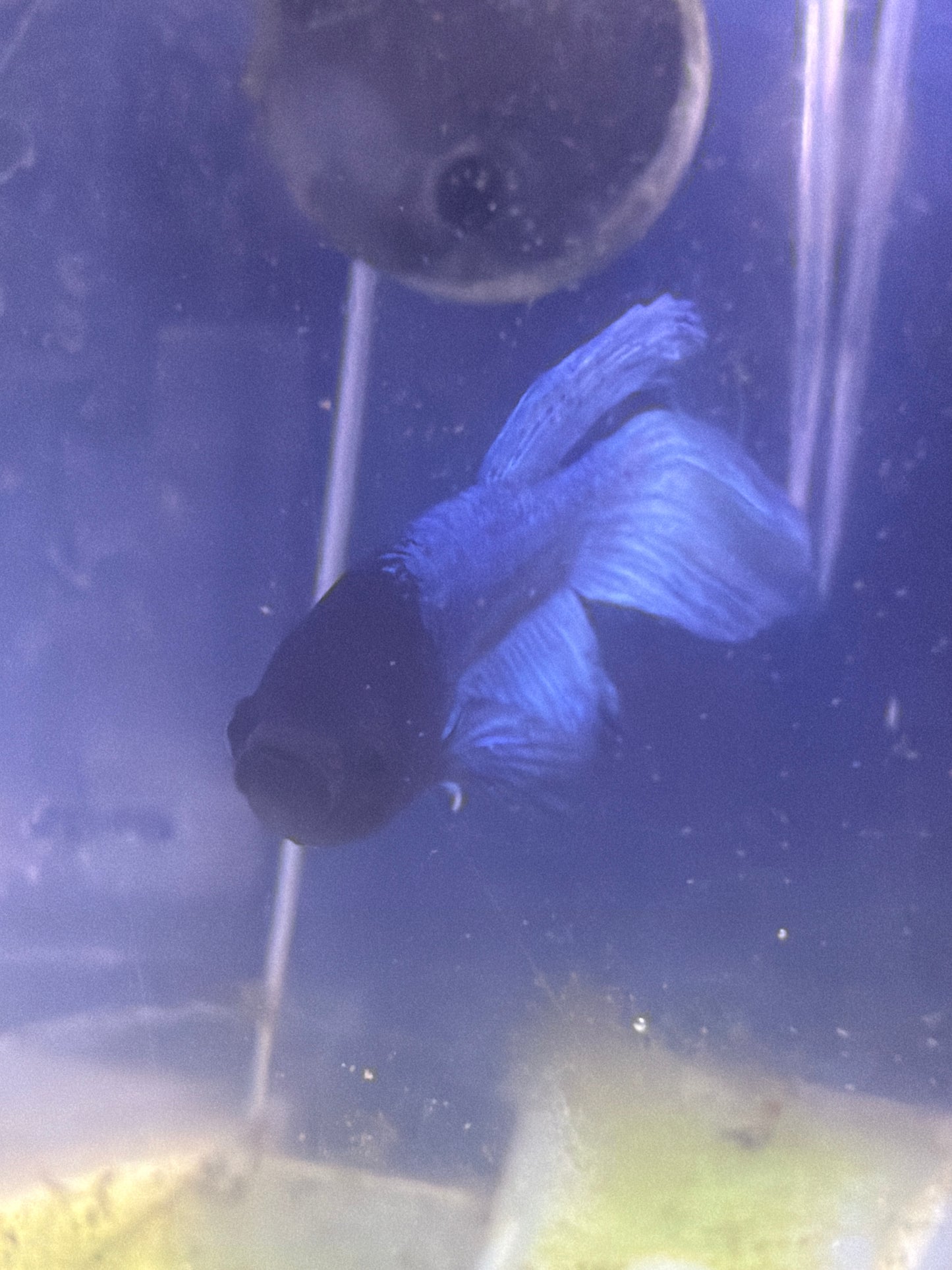 Betta - B1 Male Longfin