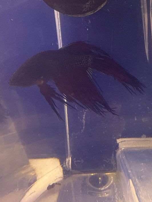 Betta - C7 Male Betta