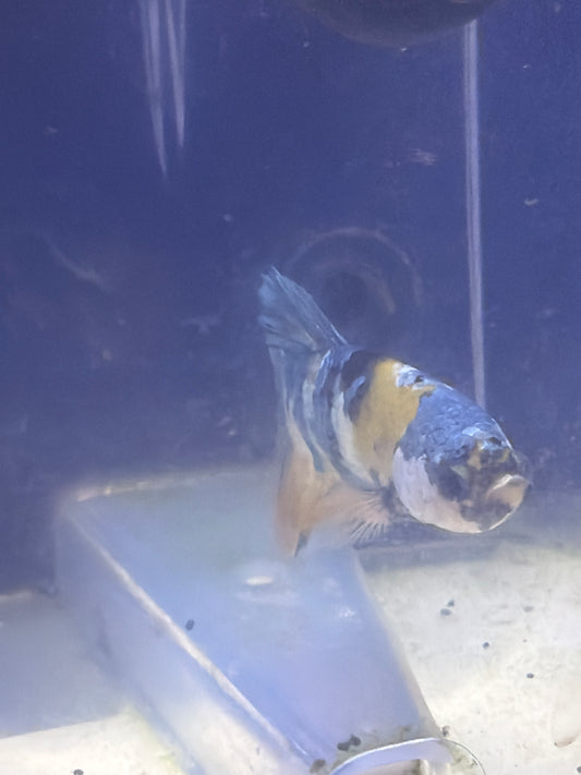 Betta - B6 Male Rountail Koi