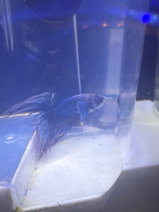 Betta - B6  Crowntail