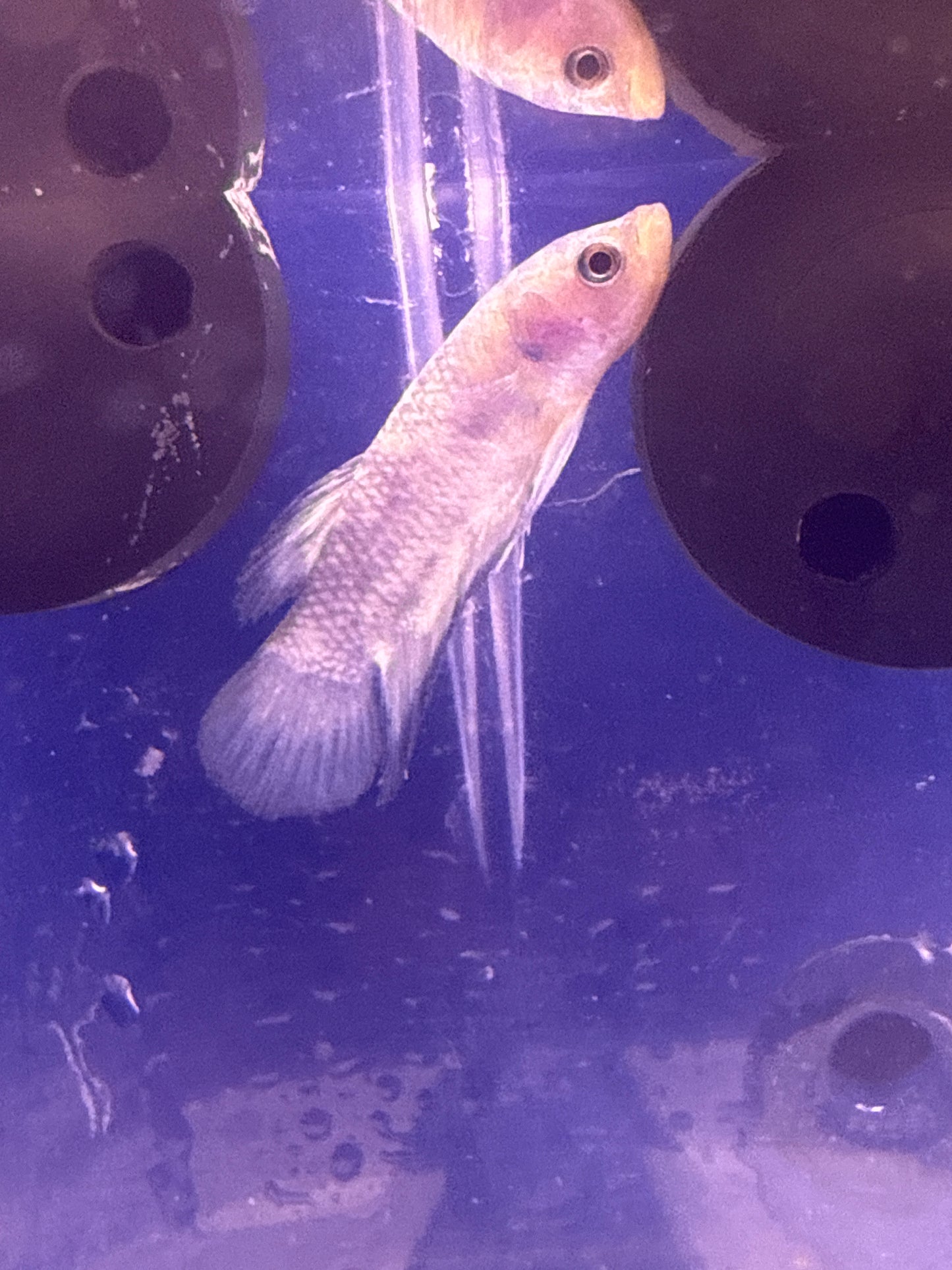 Betta - C3 Blue Panda Plakat Male