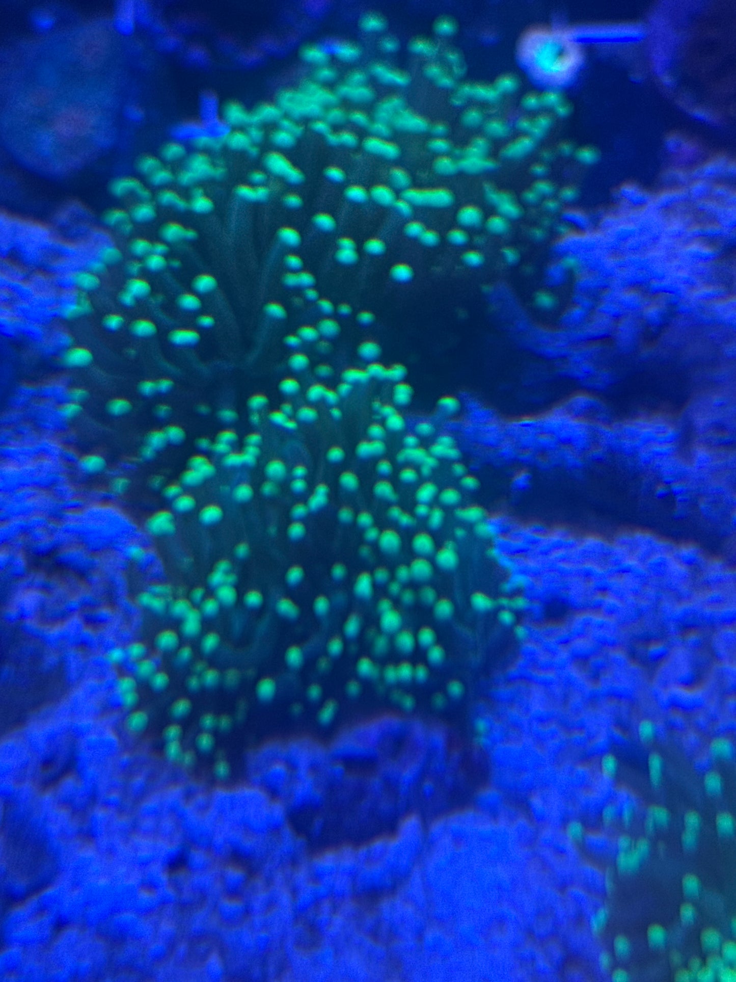 Live Coral J2 - Torch Green