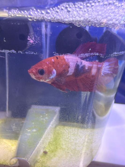 Betta - D1 Hellboy Male