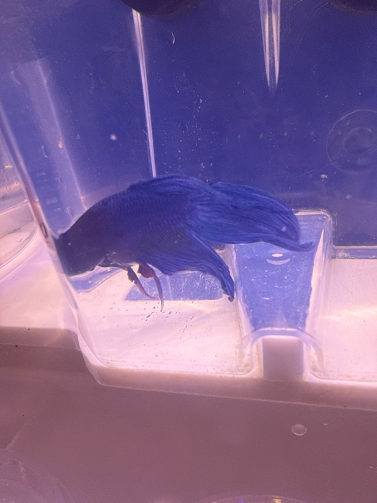 Betta - D5 Male