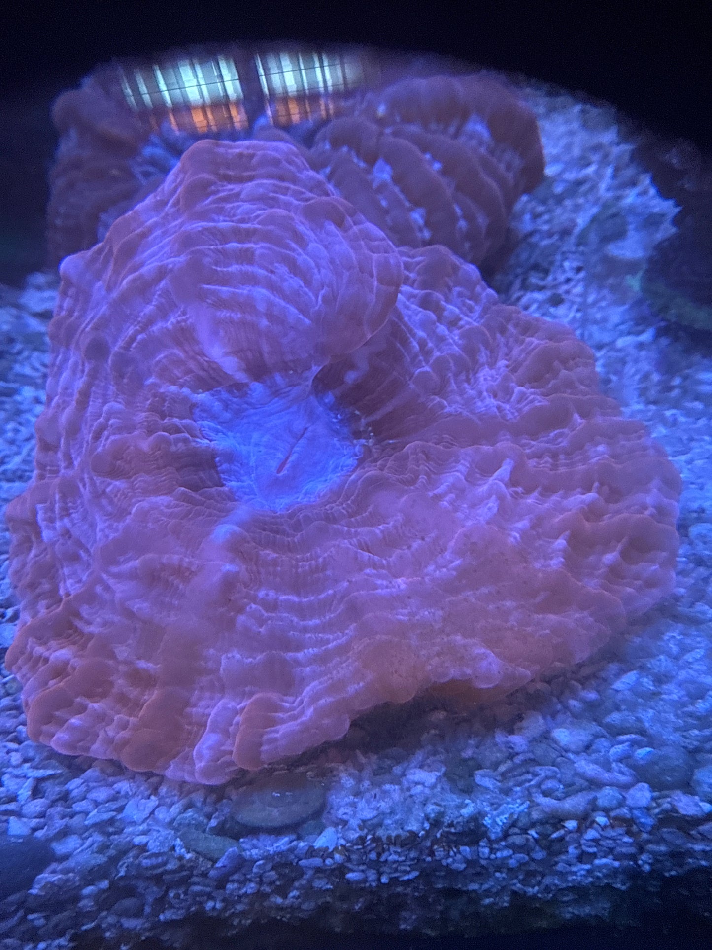 Live Coral H5 - Cynarina Ultra Red Indo