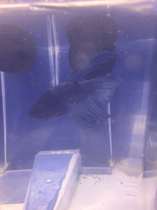 Betta - B6