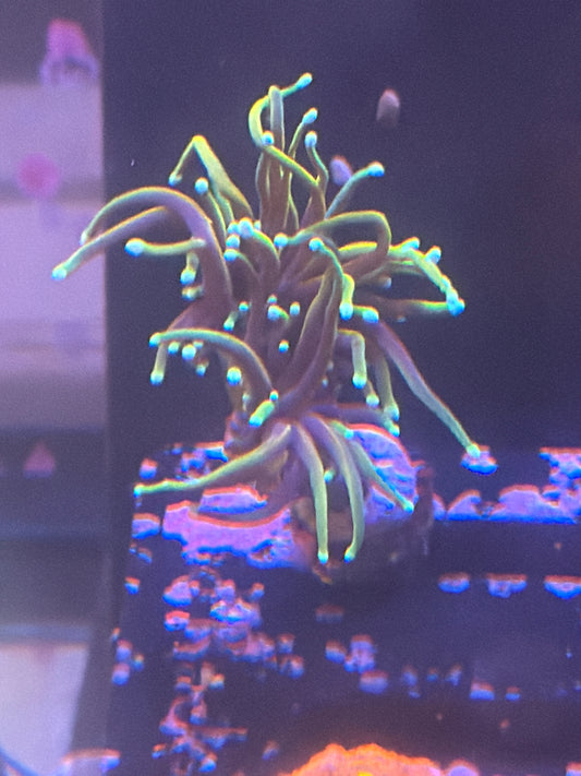Coral I1 - Gold Torch