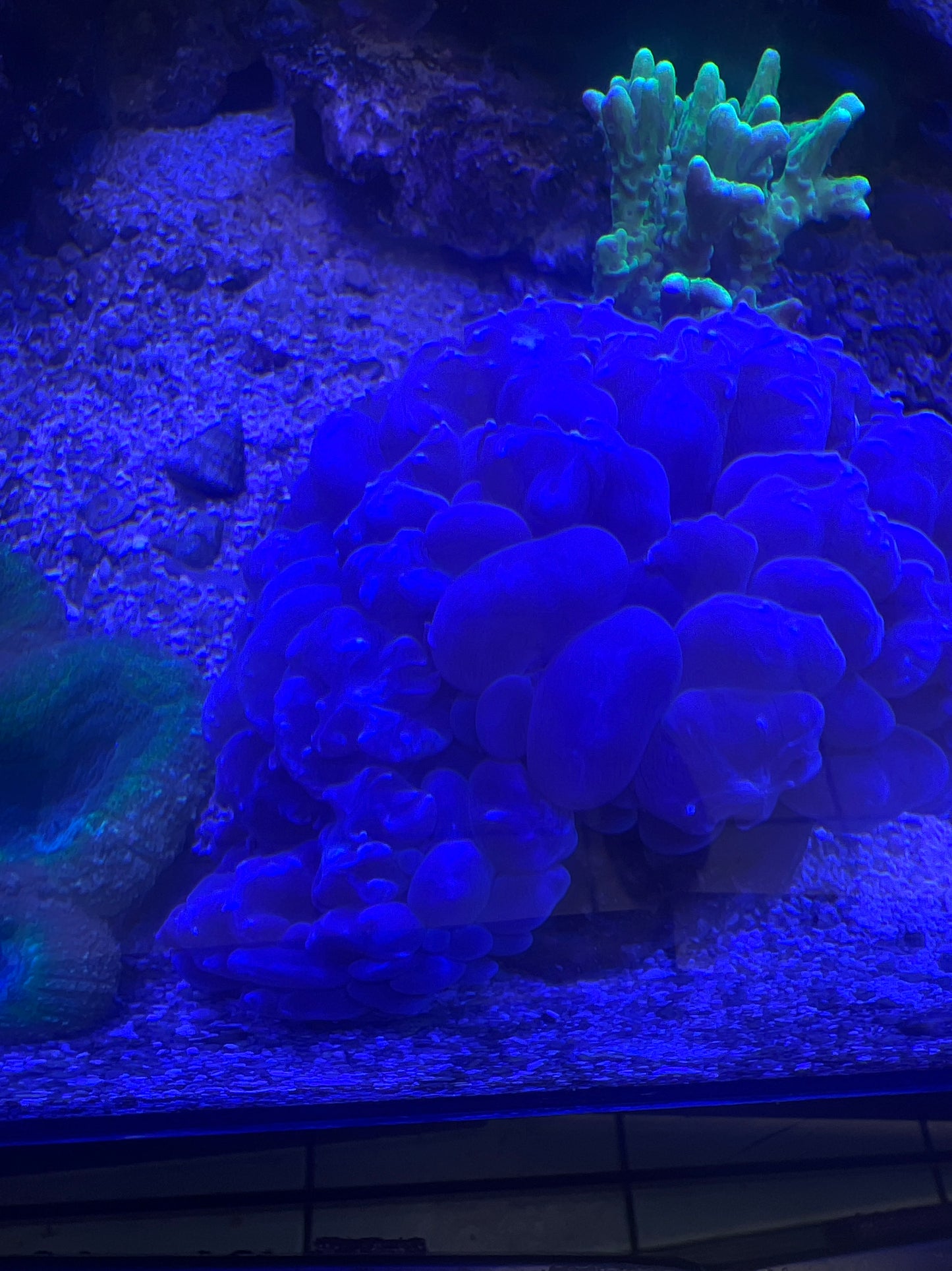 Live Coral C4 Bubble Coral