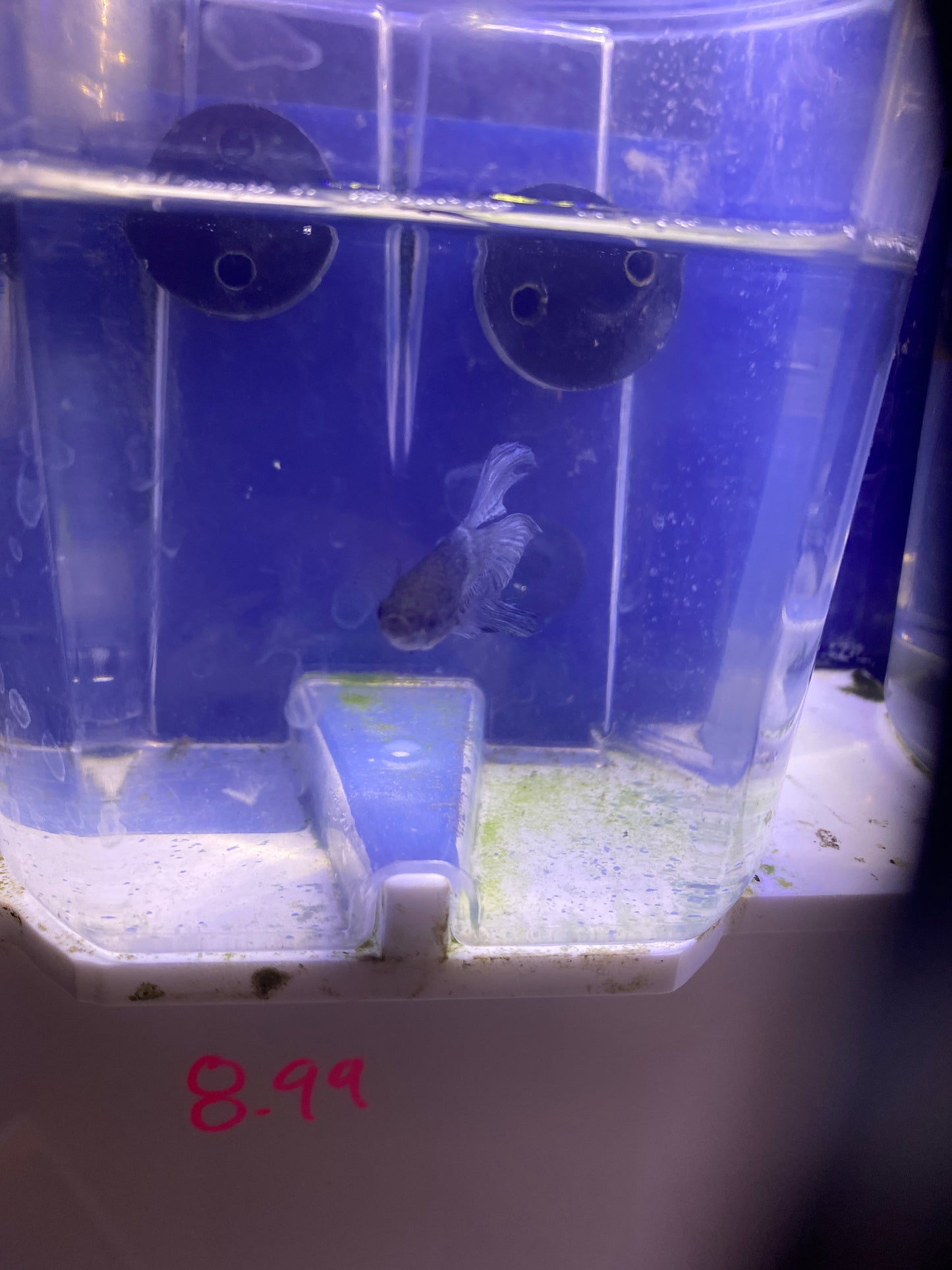 Betta - C1 Male Betta blue veiltail