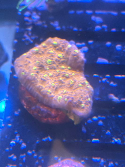 Coral I4 - Pumpkin Chalice