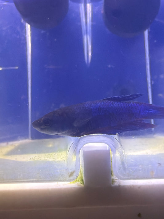 Betta - A7 Female