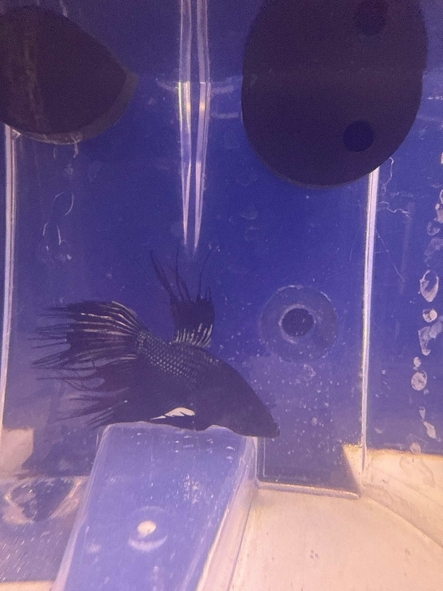 Betta - B1 Black Orchid Male