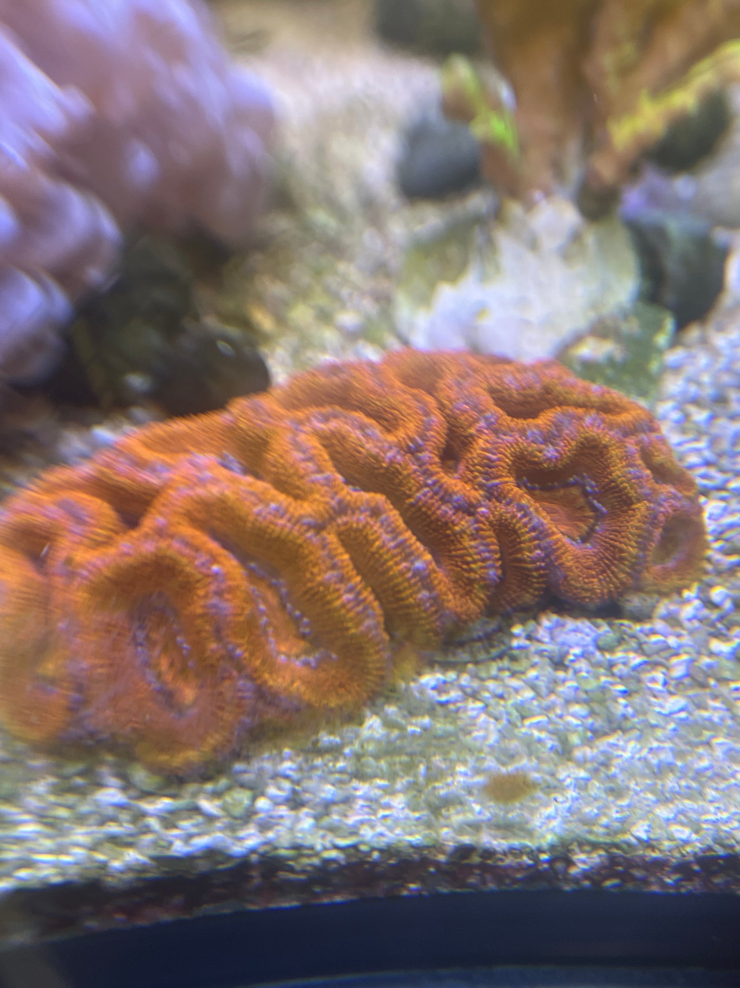 Live Coral F4 - Acan Lord Aussie Rainbow