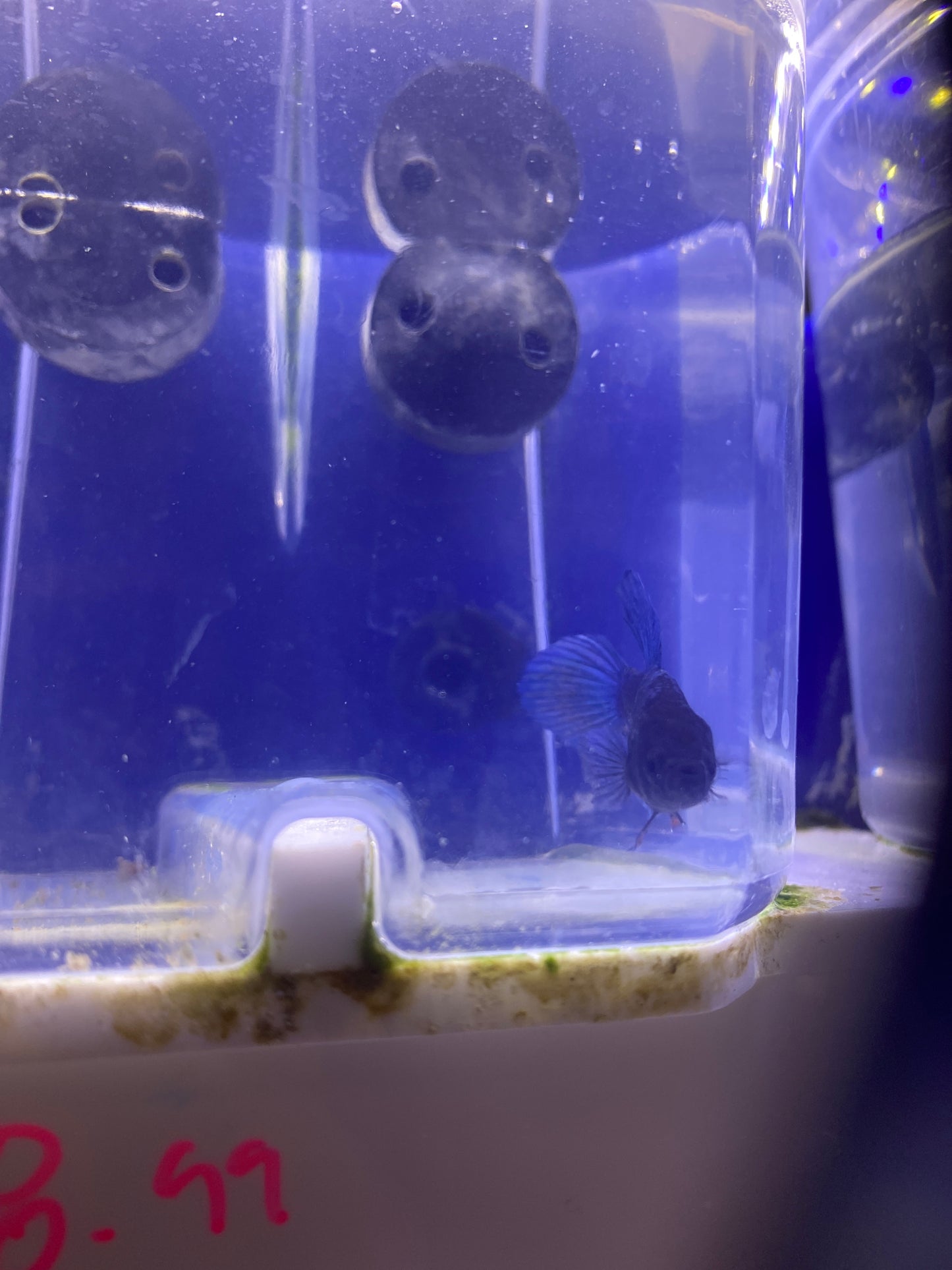 Betta - A2 Female