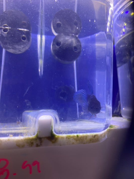 Betta - A2 Female