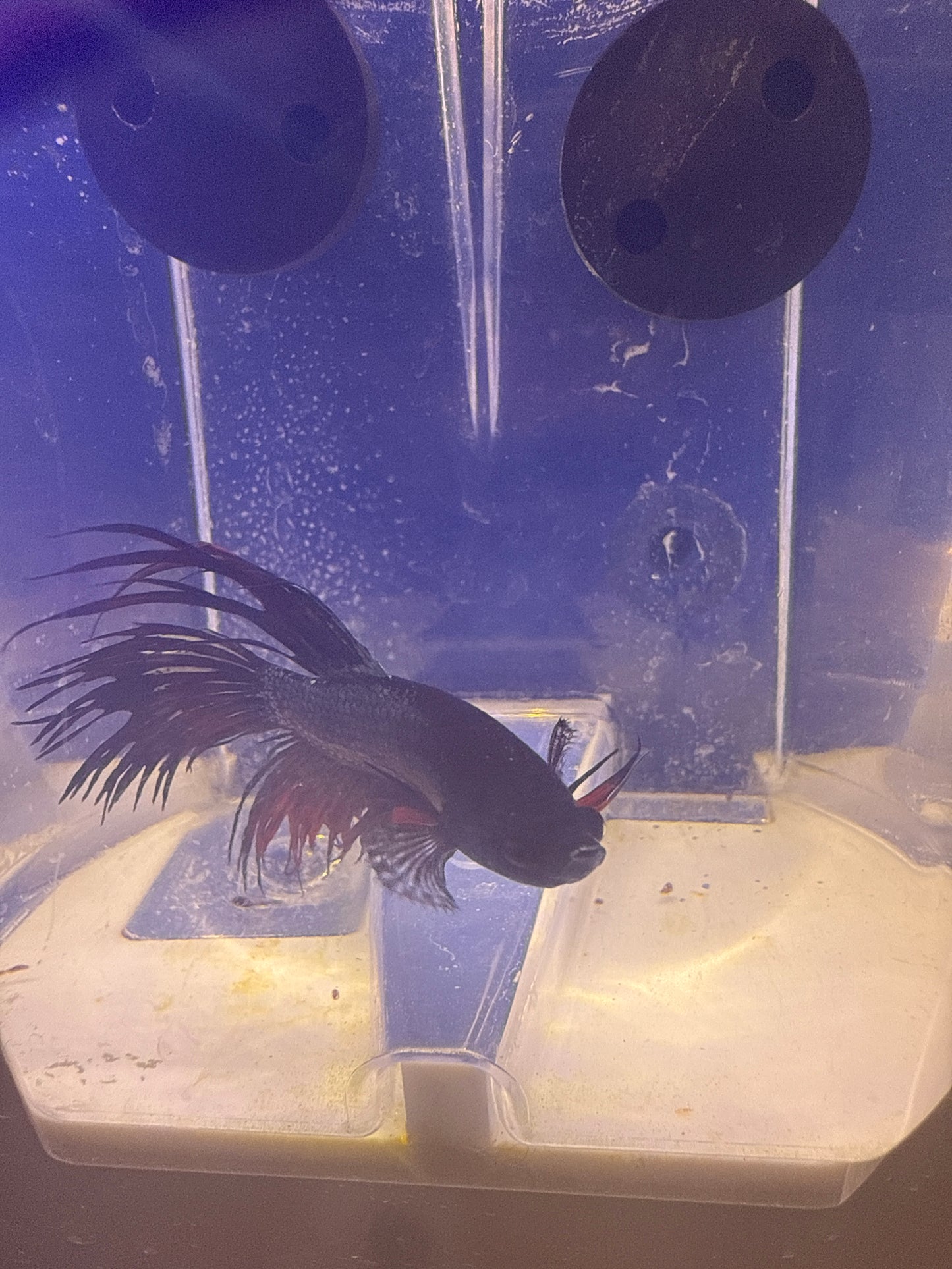 Betta - C4 Male Crowntail