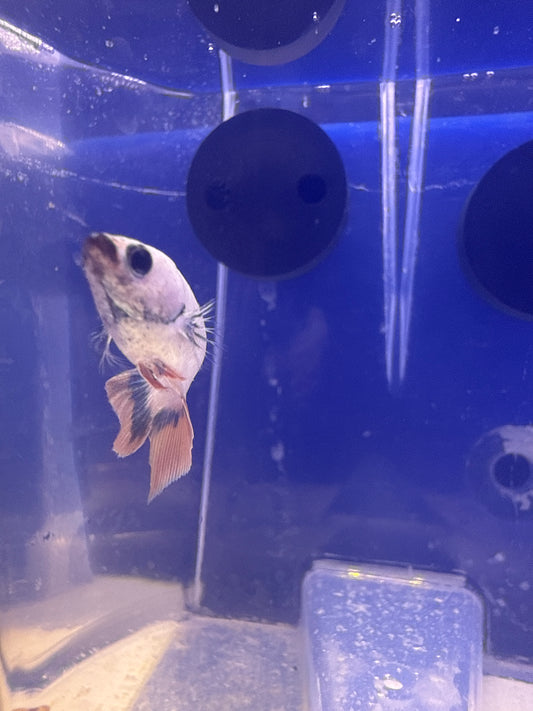 Betta - A2 Female Betta