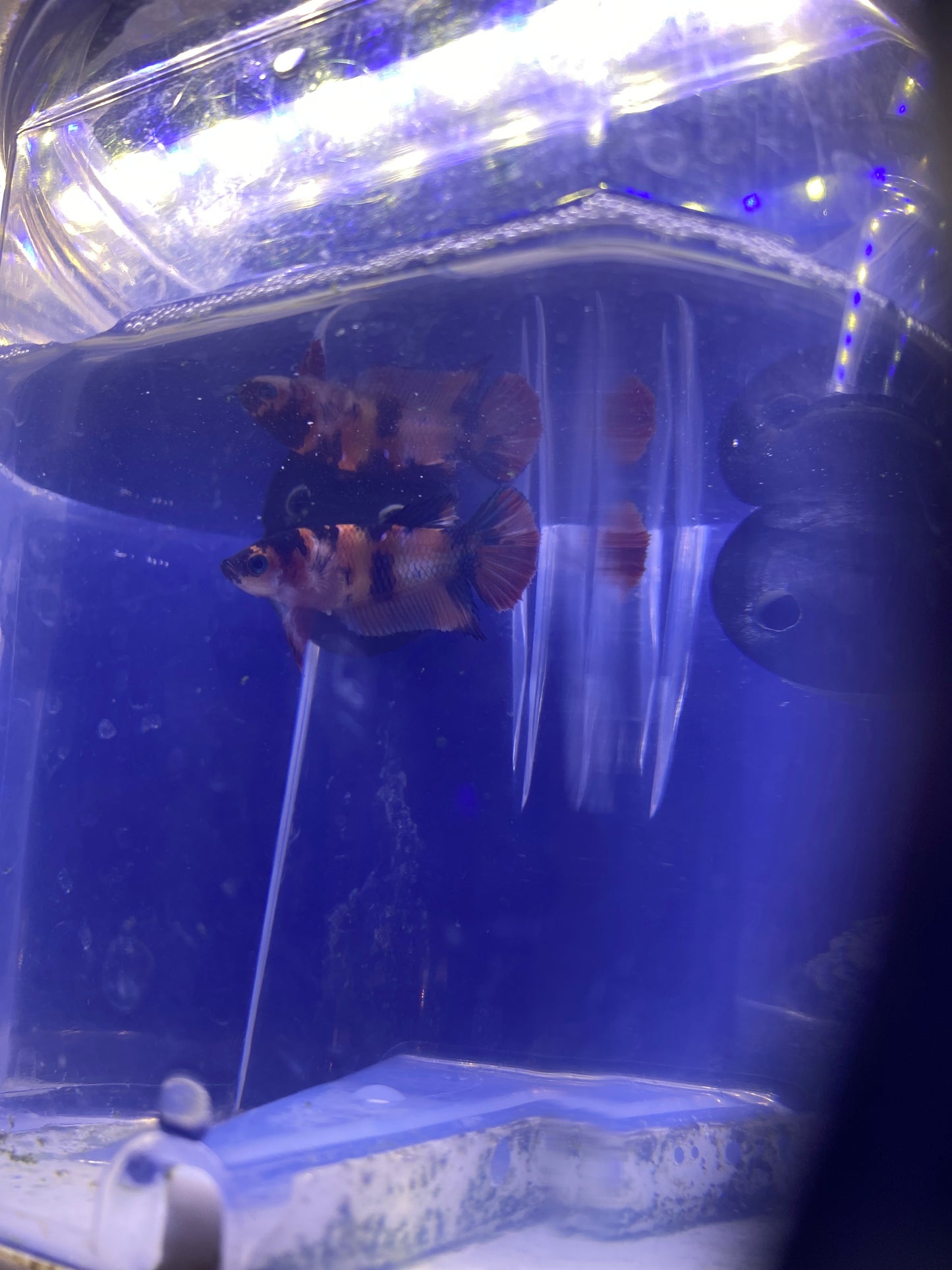 Betta - A4 Female Koi