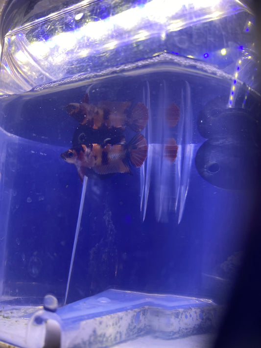 Betta - A4 Female Koi