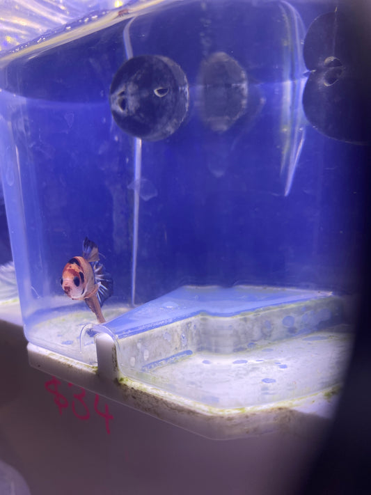 Betta - B6 Male Rountail Candy Koi