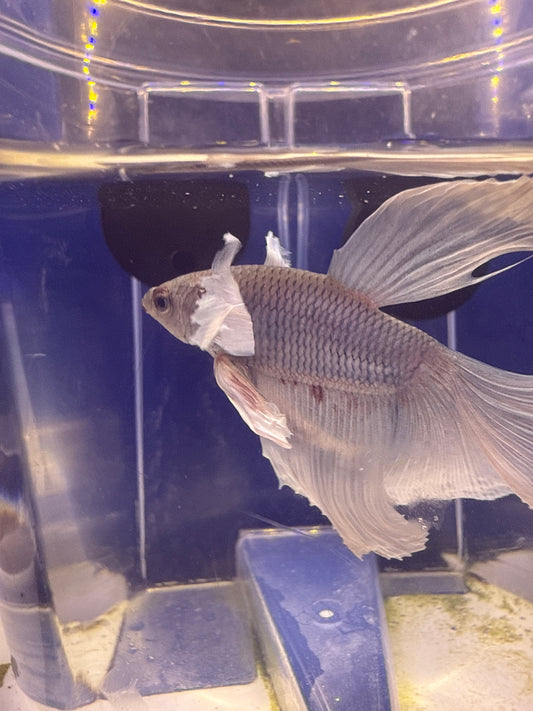 Betta - B3 Dumbo Male