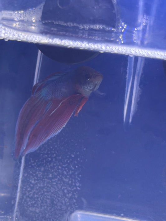 Betta - E1