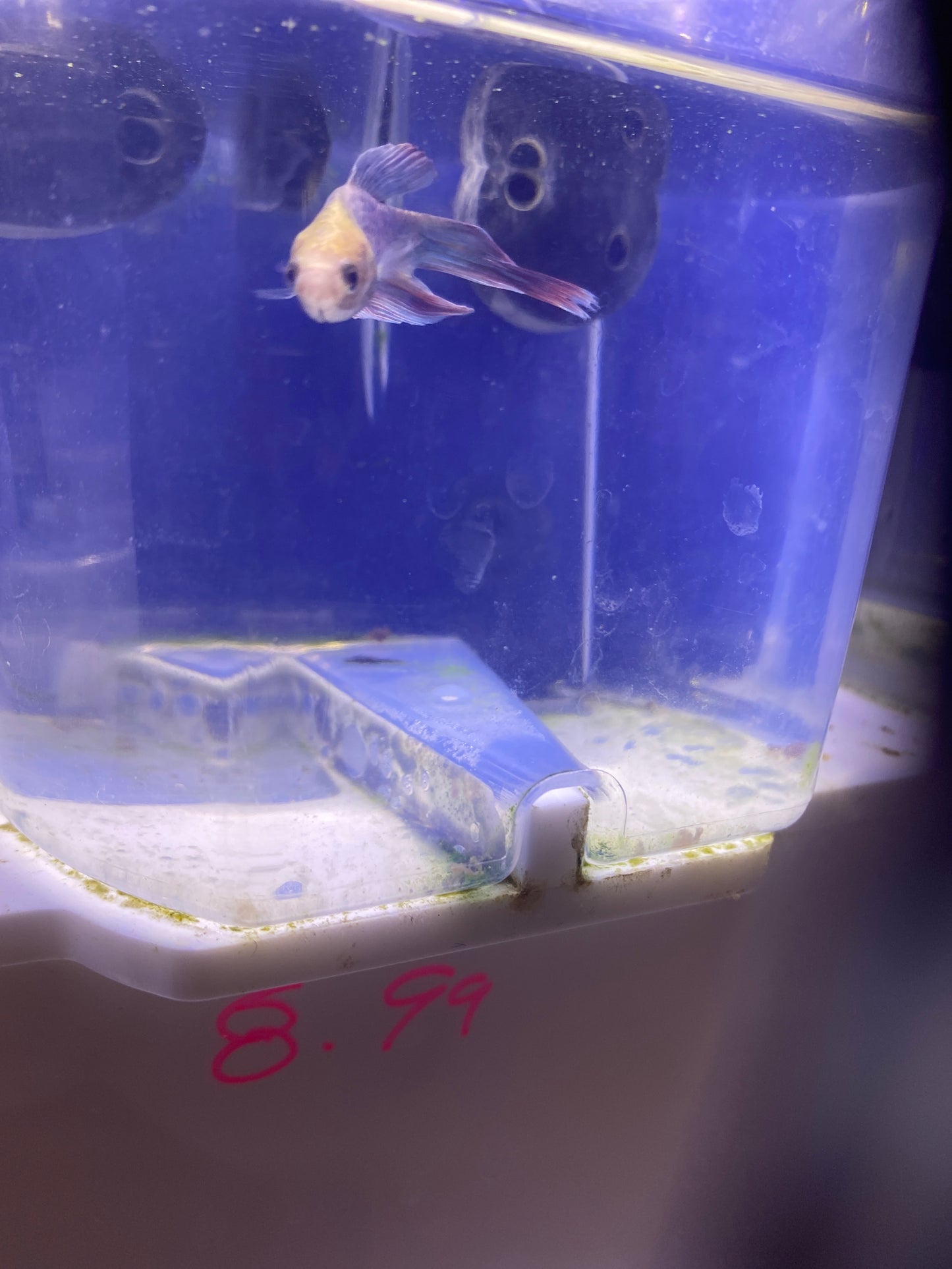 Betta - C6 Male opaline veiltail