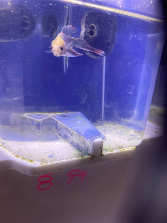 Betta - C6 Male opaline veiltail