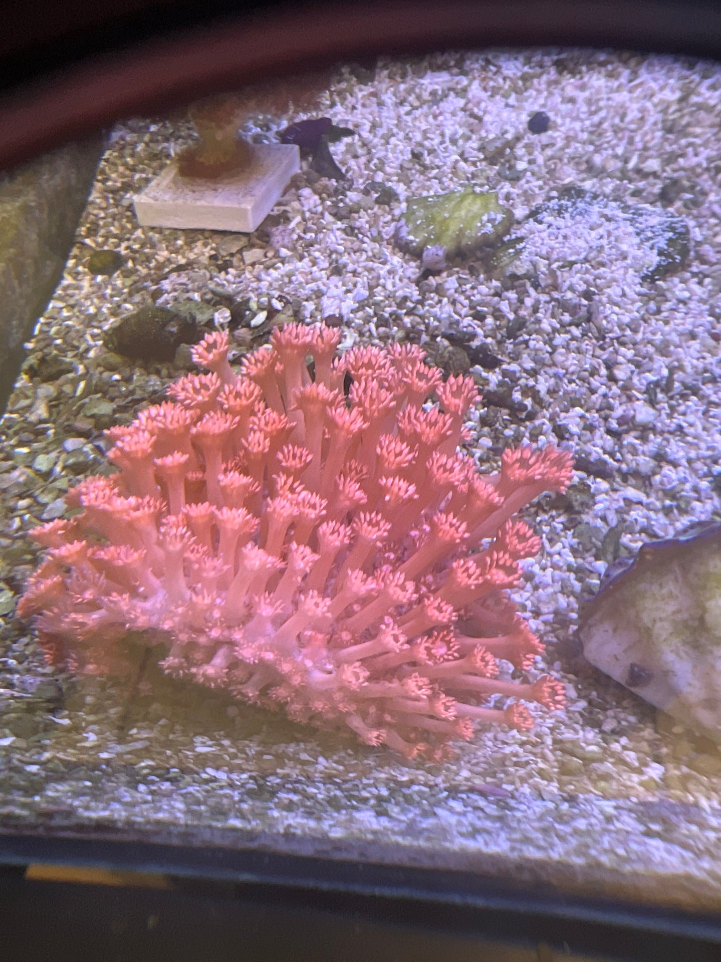 Live Coral F1 - Goniopora Red