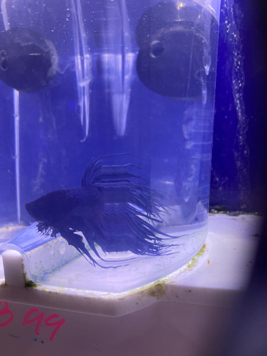 Betta - B5 blue combtail