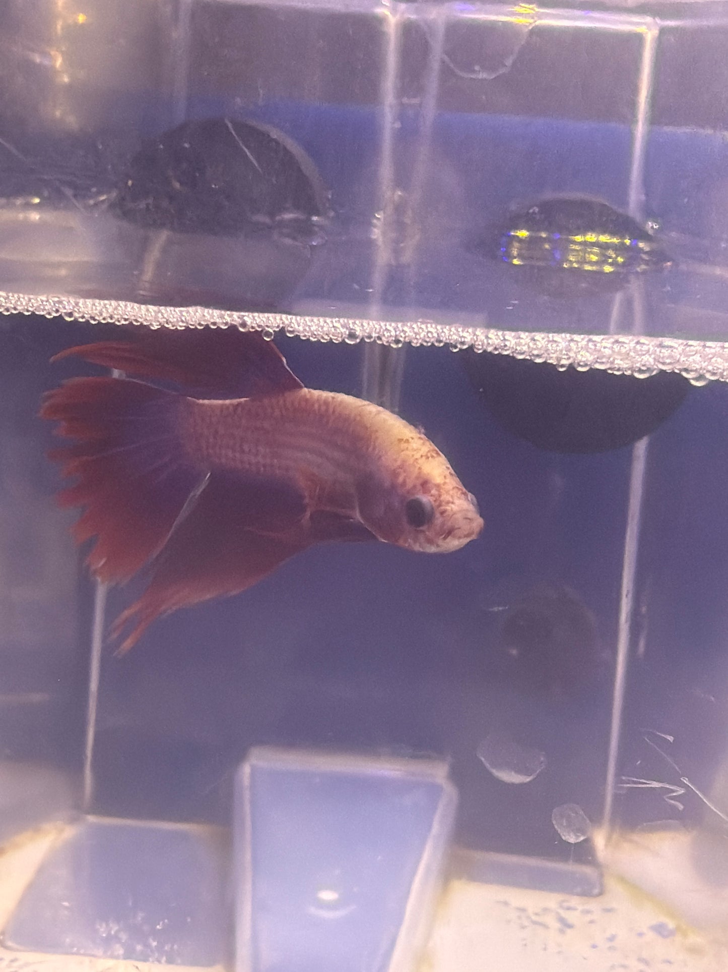 Betta - C1 Male Crowntail Dragonscale Betta
