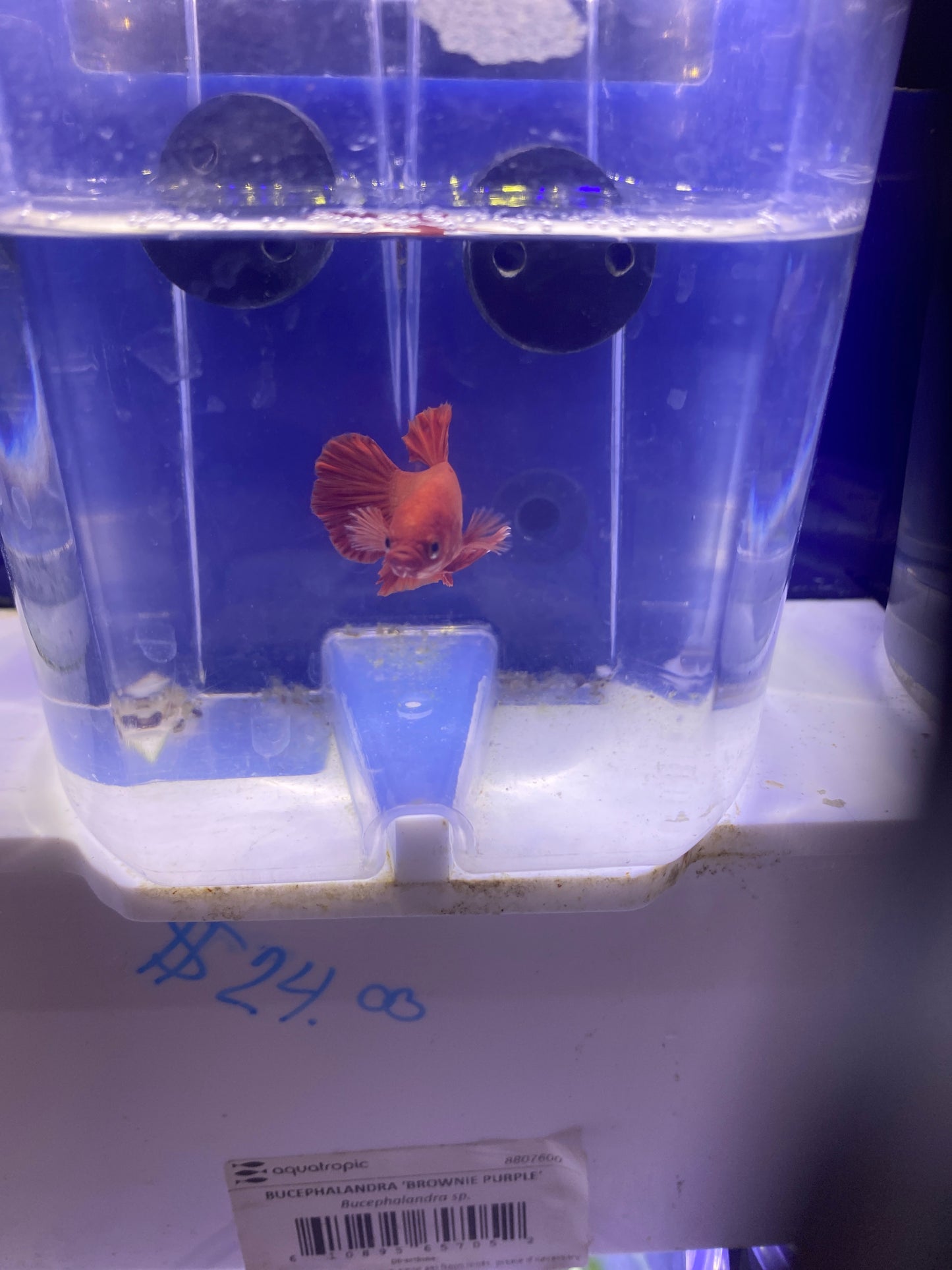 Betta - D5 Male Plakat Red Fire
