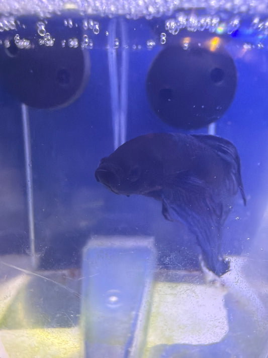 Betta - C1 Male Betta