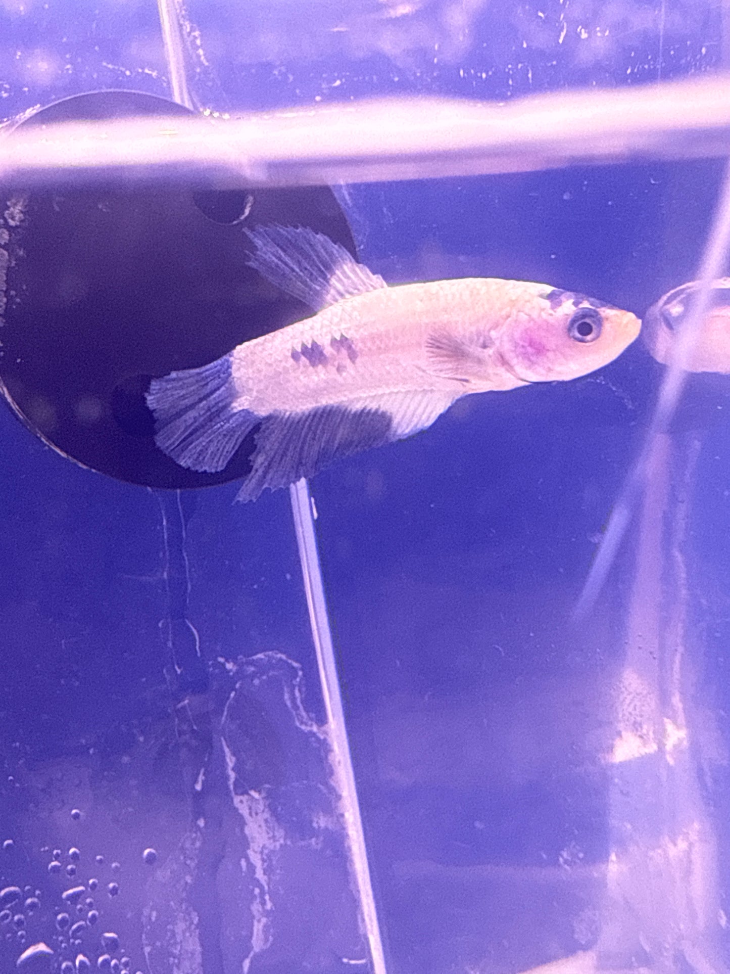 Betta - C2 Blue Panda Plakat Male