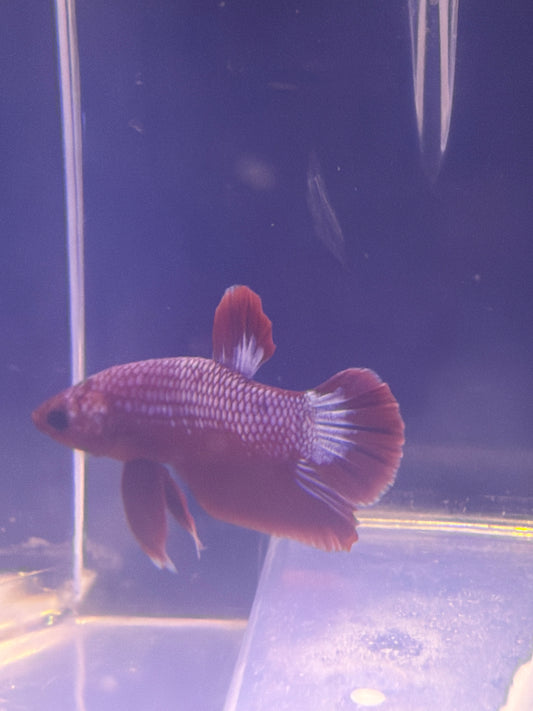 Betta - B5 Hellboy