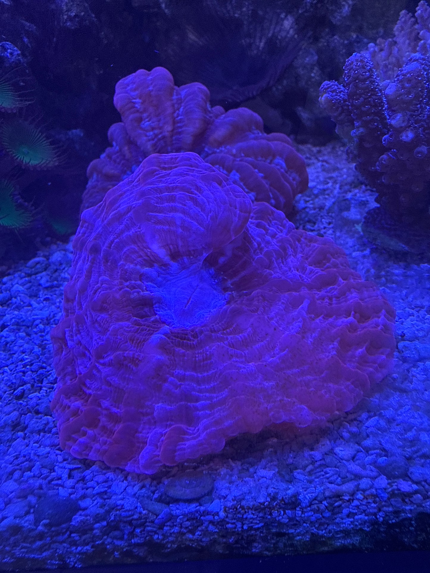 Live Coral H5 - Cynarina Ultra Red Indo