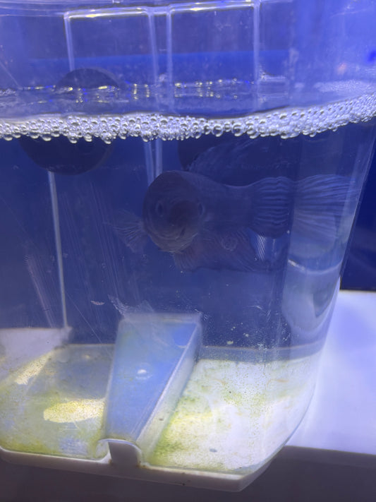 Betta - C2 Male Betta