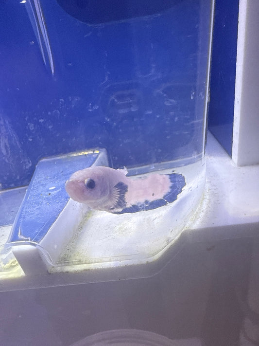 Betta - C7 Female Blue Marble Plakat Betta
