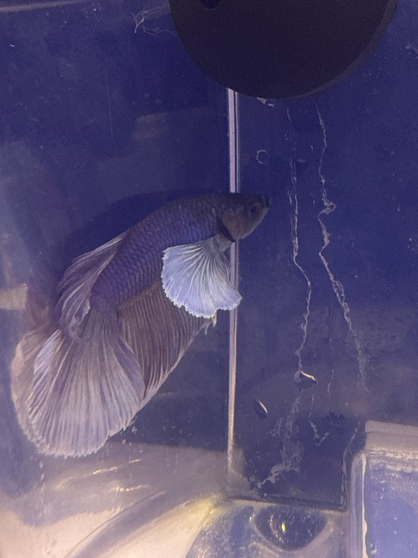 Betta - D1 Dumbo Super Delta Male