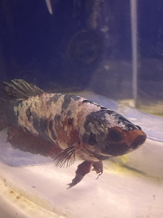 Betta - B1 female koi