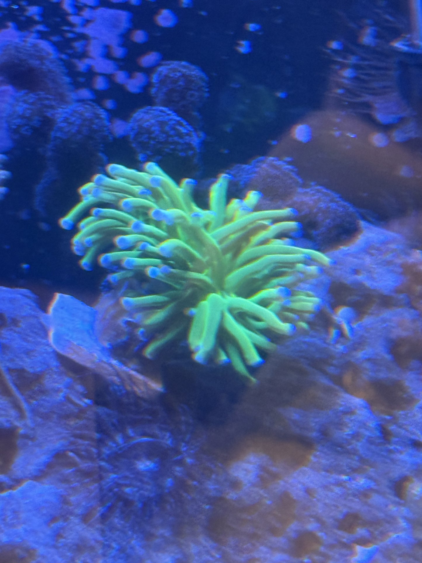 Live Coral K1 - Torch Malaysian TODDS 1 Head