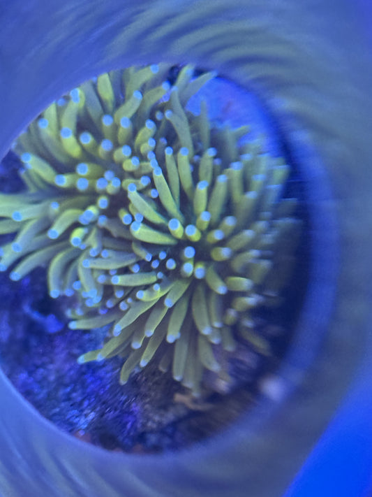 Live Coral K4 - Banana Torch 1 Head