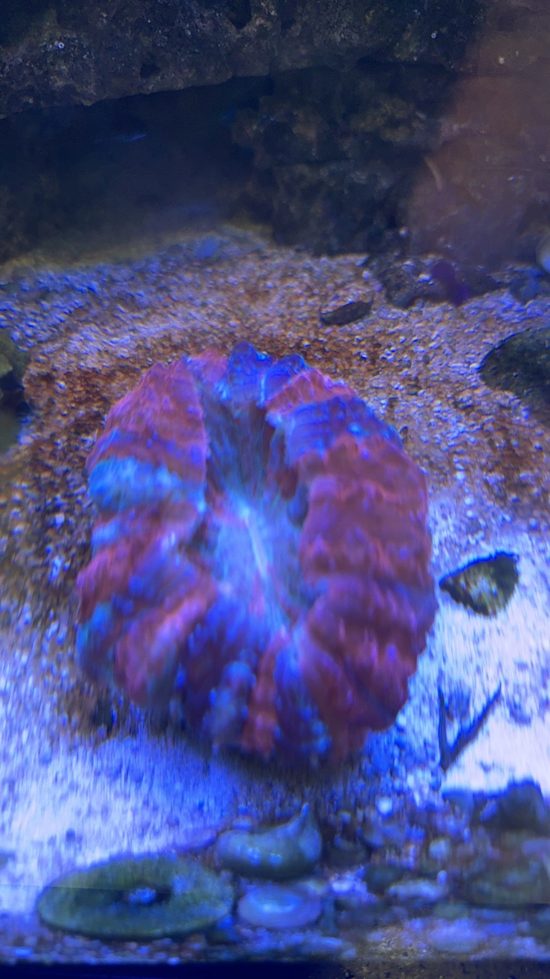 Live Coral Q8 - Acanthophyllia Indo Scarlet Ocean