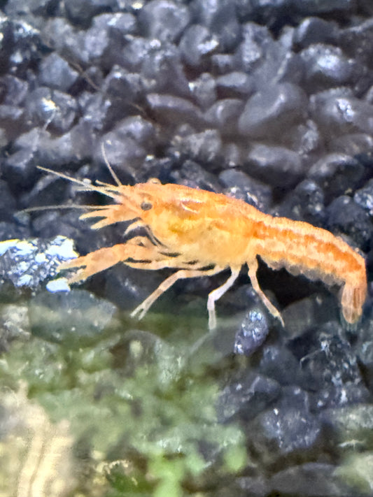 Crayfish - Dwarf Orange Mexican Lobster