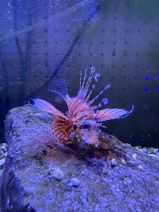 Lionfish - Dwarf